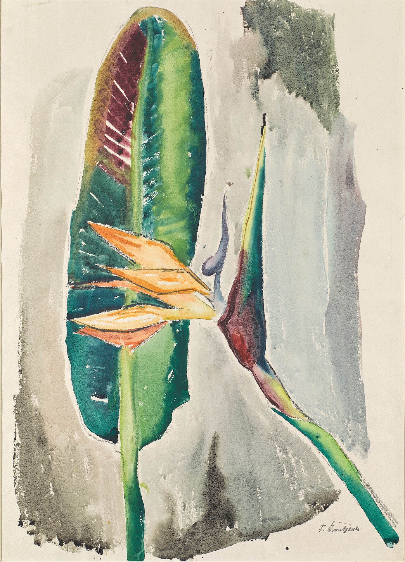 MA-161_Aquarell--Paradiesvogel-42x48.jpg/MA-161